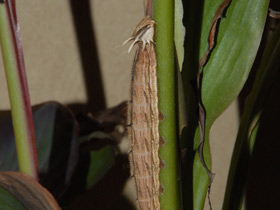 Фото Брассолиды