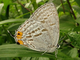 Фото Зефир тихоокеанский