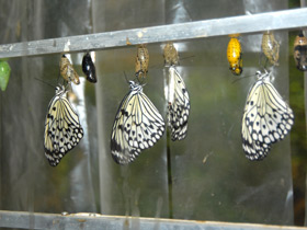 Фото Гигантская лесная нимфа