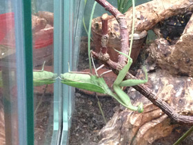 Смотреть фото Древесный богомол Фото Древесный богомол