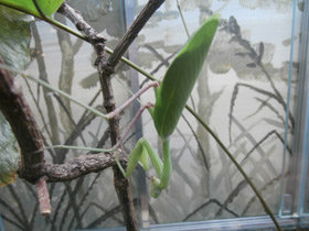 Смотреть фото Африканский богомол Фото Африканский богомол