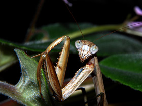 Китайский богомол