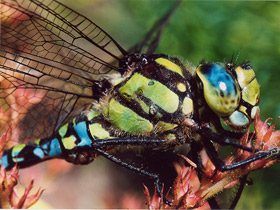 Синее коромысло