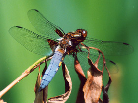 Стрекоза плоская