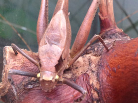 Фото Камбоджийский кузнечик