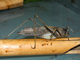 Фото Камбоджийский кузнечик