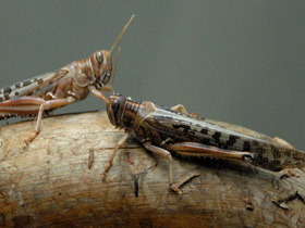 Фото Самые прожорливые животные