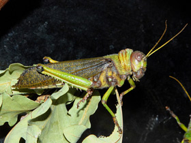 Гигантская саранча