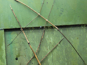 Смотреть фото Аннамский палочник Фото Аннамский палочник