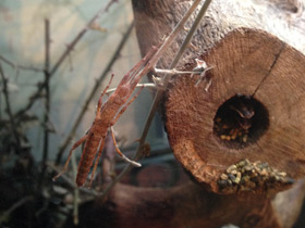 Смотреть фото Новогвинейский палочник Фото Новогвинейский палочник