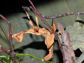 Смотреть фото Австралийский палочник Фото Австралийский палочник
