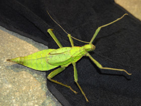 Фото Разнокрылый гигантский палочник