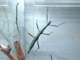 Смотреть фото Палочник перифетес Фото Палочник перифетес