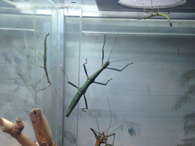 Смотреть фото Палочник перифетес Фото Палочник перифетес