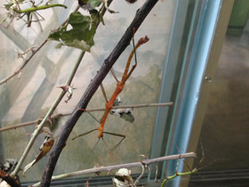 Смотреть фото Палочник перифетес Фото Палочник перифетес