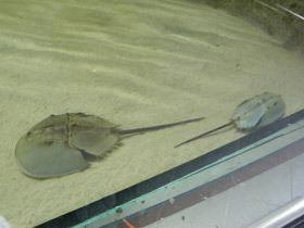 Фото Мечехвосты