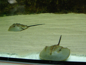 Фото Мечехвосты