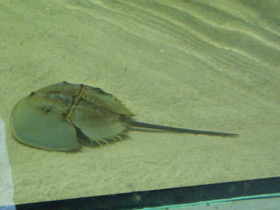 Фото Мечехвосты