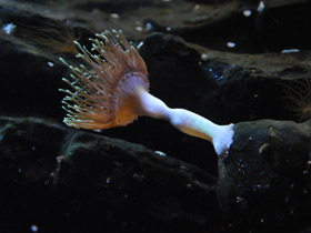 Фото Каменная актиния