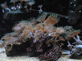 Каменная актиния