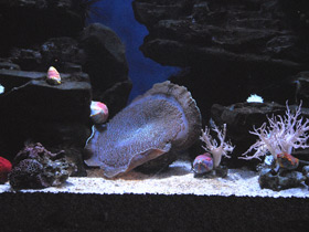 Фото Амплексидискус