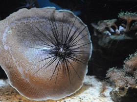 Амплексидискус