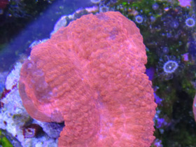 Смотреть фото Трахифиллии Фото Трахифиллии