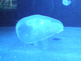 Фото Ушастая медуза