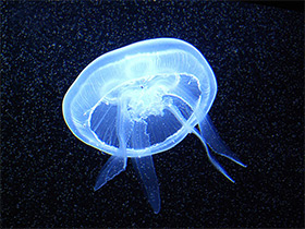 Фото Ушастая медуза