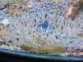 Фото Мангровая сидячая медуза