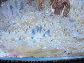 Фото Мангровая сидячая медуза