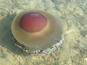 Фото Котилориза