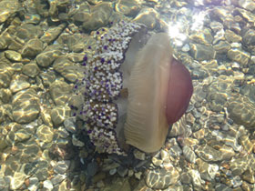 Фото Котилориза