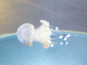 Фото Пятнистая австралийская медуза