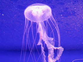 Смотреть фото Медуза амакуза Фото Медуза амакуза