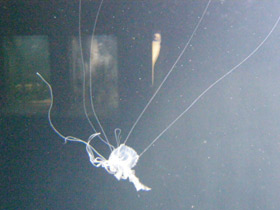 Смотреть фото Медуза амакуза Фото Медуза амакуза