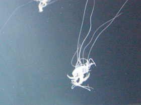 Смотреть фото Медуза амакуза Фото Медуза амакуза