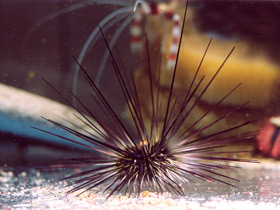 Фото Длинноиглая диадема