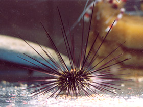 Длинноиглая диадема