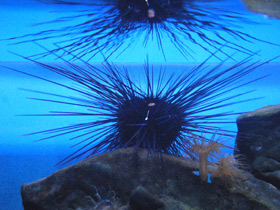 Фото Длинноиглая диадема