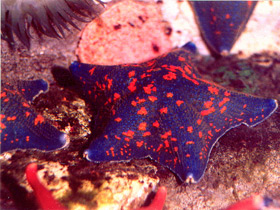 Смотреть фото Гребешковая патирия Фото Гребешковая патирия