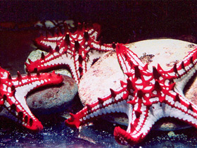 Фото Красношипый протореастер