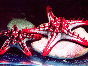 Красношипый протореастер