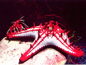 Красношипый протореастер