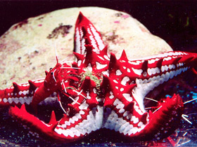 Фото Красношипый протореастер