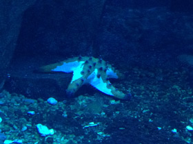 Смотреть фото Протореастер нодосус Фото Протореастер нодосус