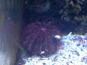 Смотреть фото Красивый шаровидный морской еж Фото Красивый шаровидный морской еж