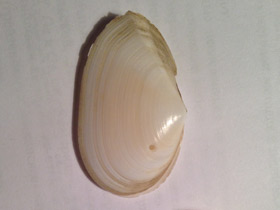 Фото Синдесмии