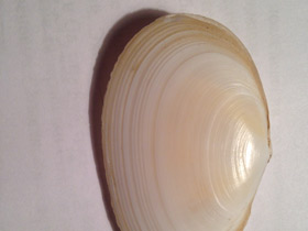 Фото Синдесмии