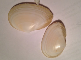 Фото Синдесмии